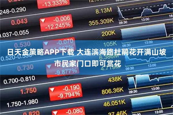 日天金策略APP下载 大连滨海路杜鹃花开满山坡 市民家门口即可赏花